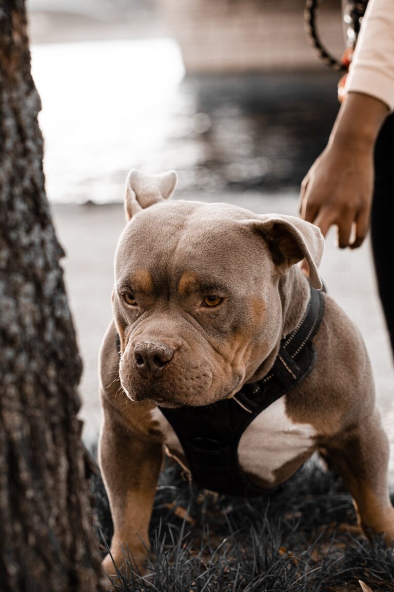 - 24 Animaux de compagnie insolites et autorisés pour l’adoption