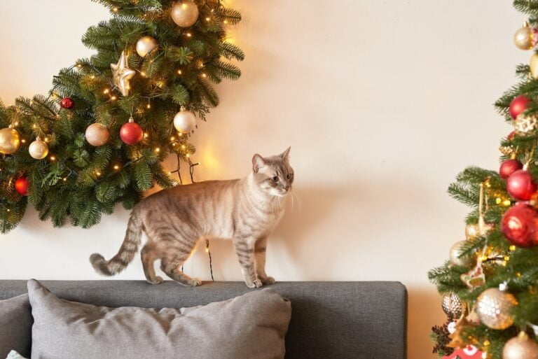 - 33 Arbre à chat : tout savoir !