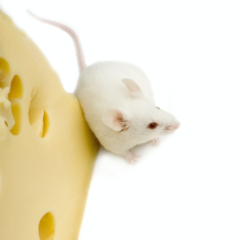 Assurance pour animal de compagnie : comment assurer son animal