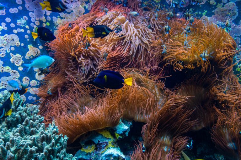 Que faire au Bahamas dans les Caraïbes ?