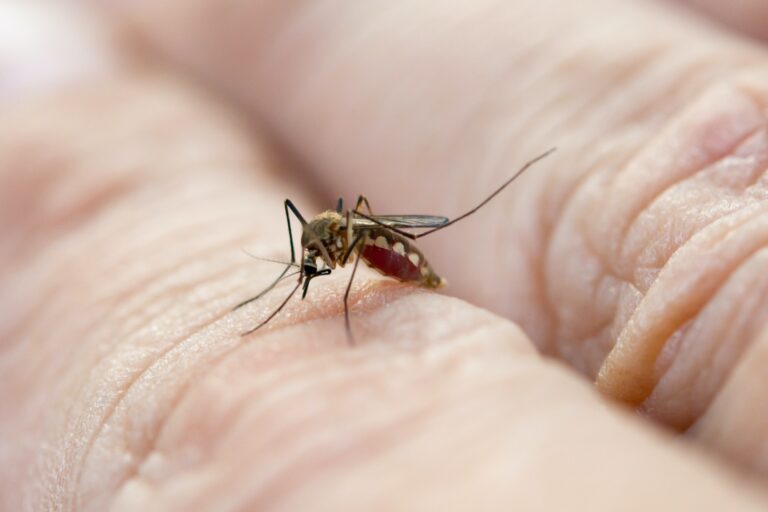- 20 Astuces et techniques pour éloigner les moustiques durant l’été