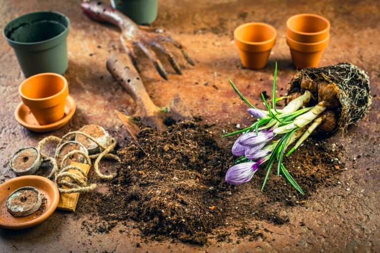 Quand planter les fraisiers au printemps ?