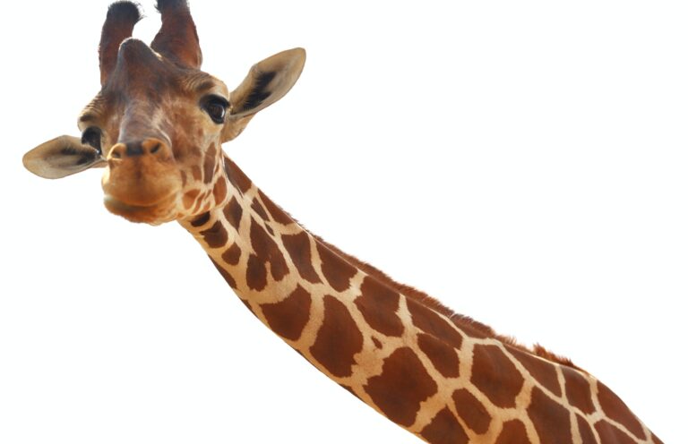 - 2 Le plus grand animal terrestre, la Girafe : Taille, alimentation et spécificité