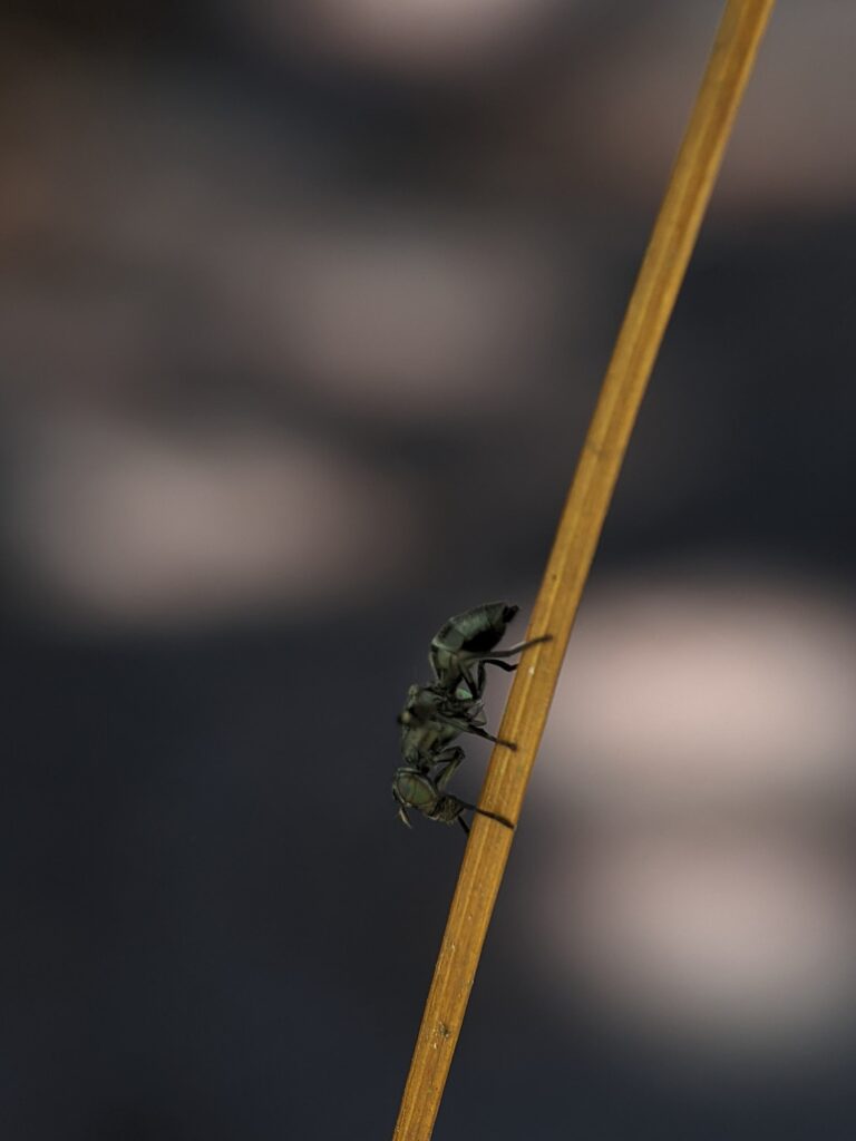 - 34 Les insectes sont-ils des animaux ?