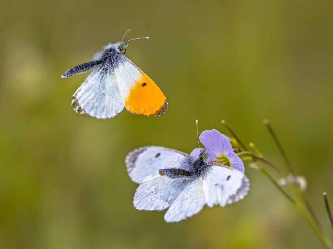 - 1 Les meilleurs conseils et astuces pour jardiner les fleurs