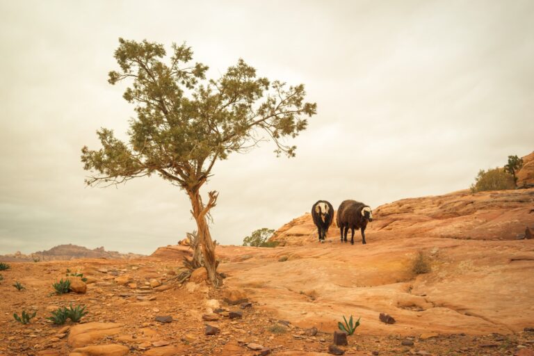 Road Trip en Jordanie : une Semaine, que faire ?