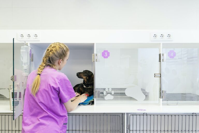 S&rsquo;occuper de chiens orphelins : tout ce qu&rsquo;il faut savoir