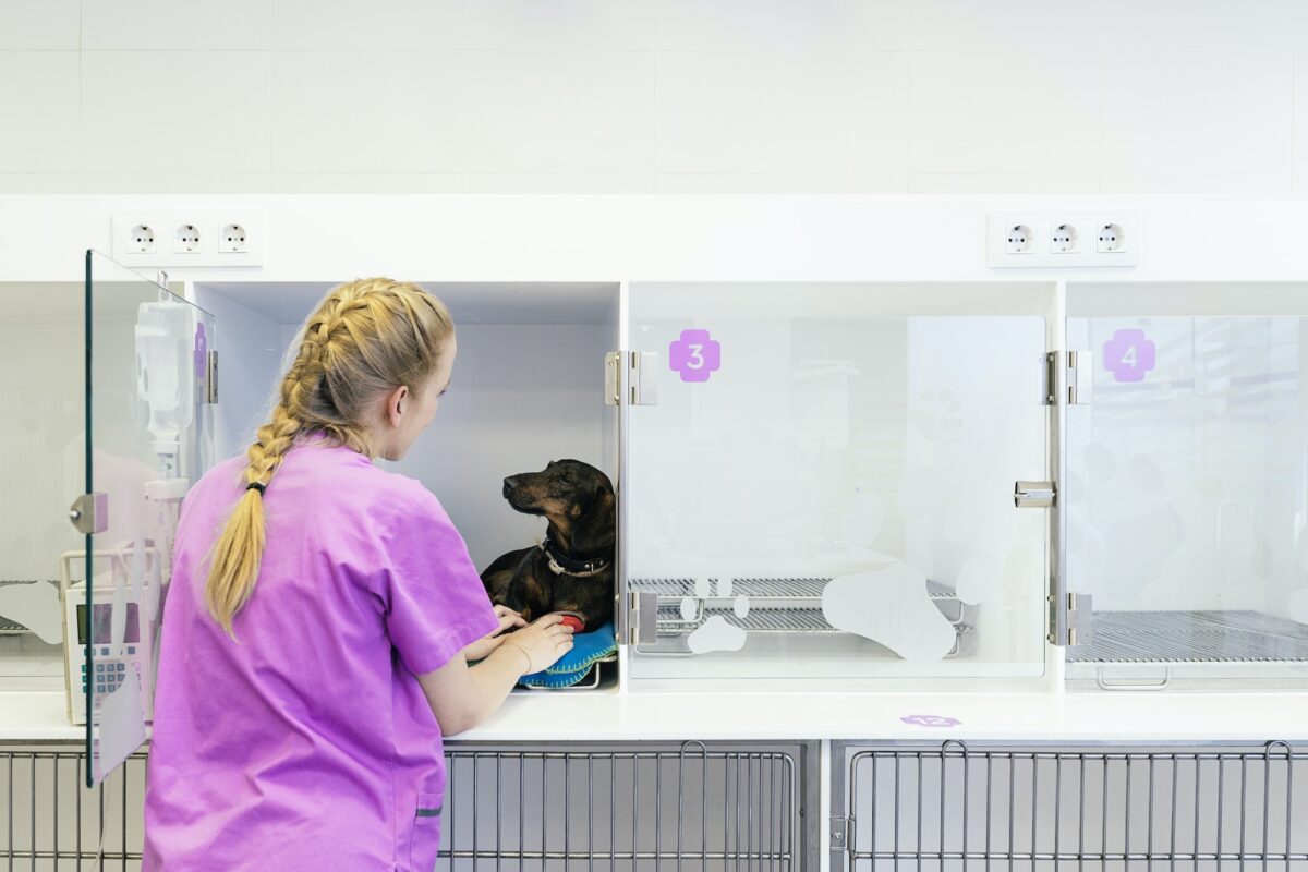 S'occuper de chiens orphelins : tout ce qu'il faut savoir