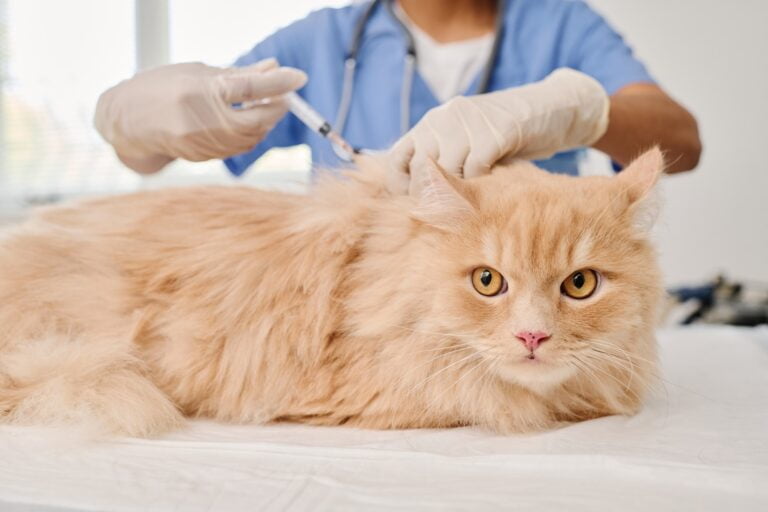 Créer une pension pour chat : ce qu’il faut savoir avant de se lancer !