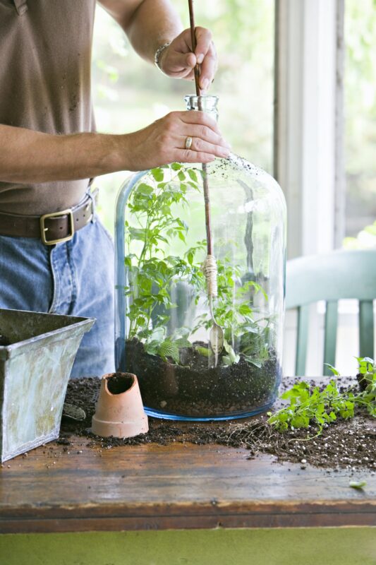 - 1 Pourquoi avoir une plante verte à la maison ?