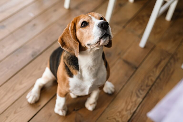 Découvrir les traits uniques des différentes races de chiens
