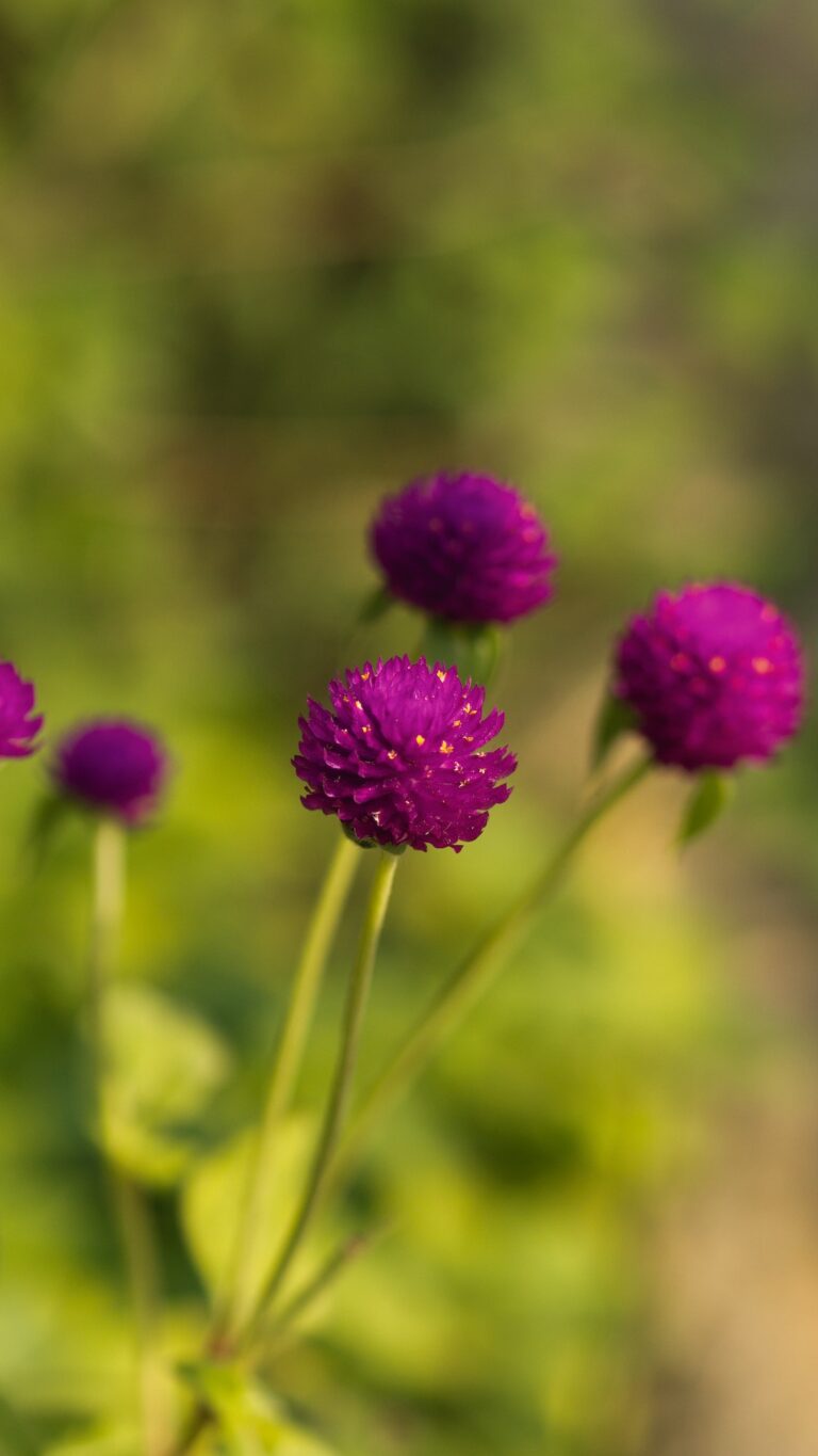 Faites une déclaration avec la livraison de fleurs le jour même à Singapour