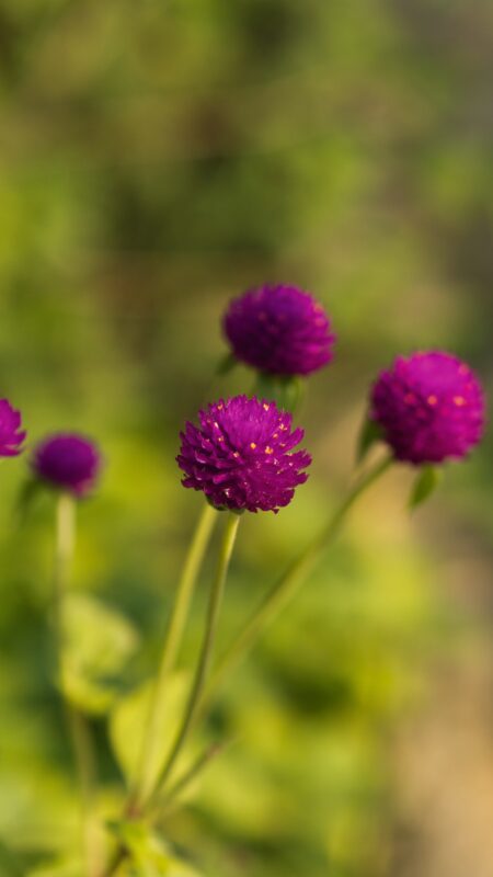 - 1 Faites une déclaration avec la livraison de fleurs le jour même à Singapour