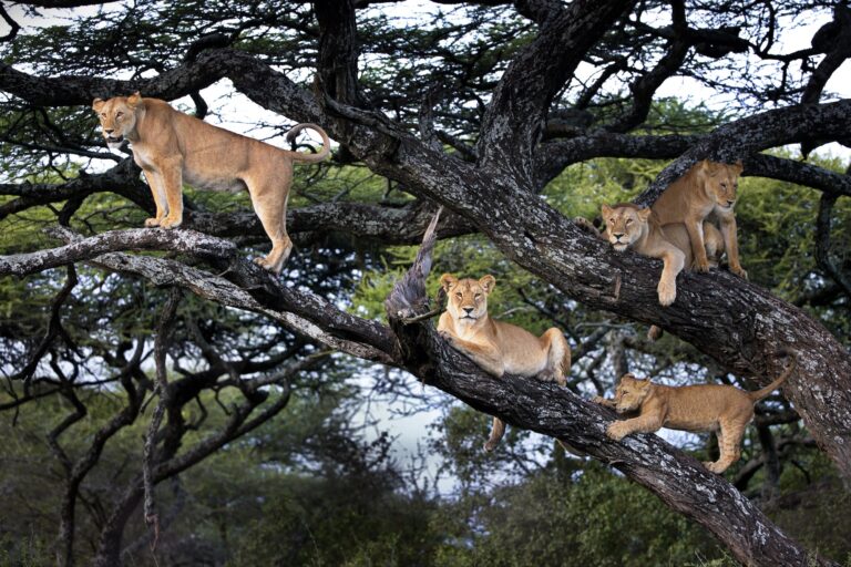 Voyage safari en Tanzanie et Zanzibar : itinéraire 2 semaines