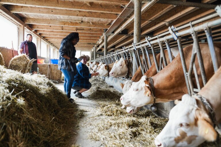 Combien de litres de lait produit une vache par jour ?