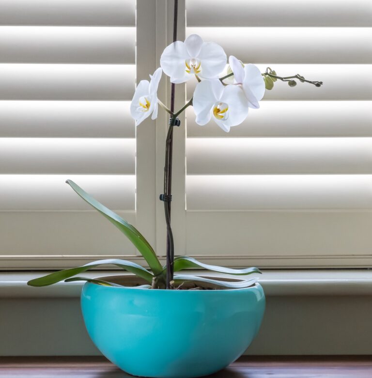 QUELS SONT LES VOLETS LES MOINS CHERS ? COMPARAISON DES OPTIONS LES PLUS EONOMIQUES POUR VOS FENETRES