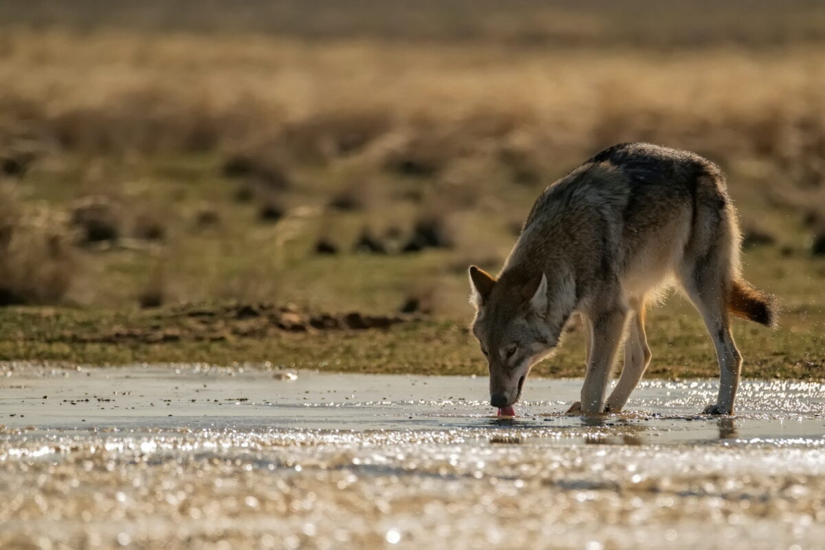 Wolf Cut et couleur de cheveux : Intégrer des mèches & ombrés