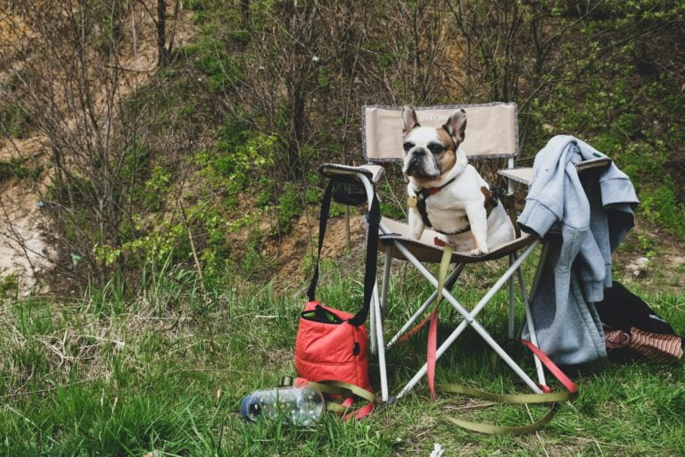 - 55 Comment voyager avec un animal de compagnie en 2023 ?