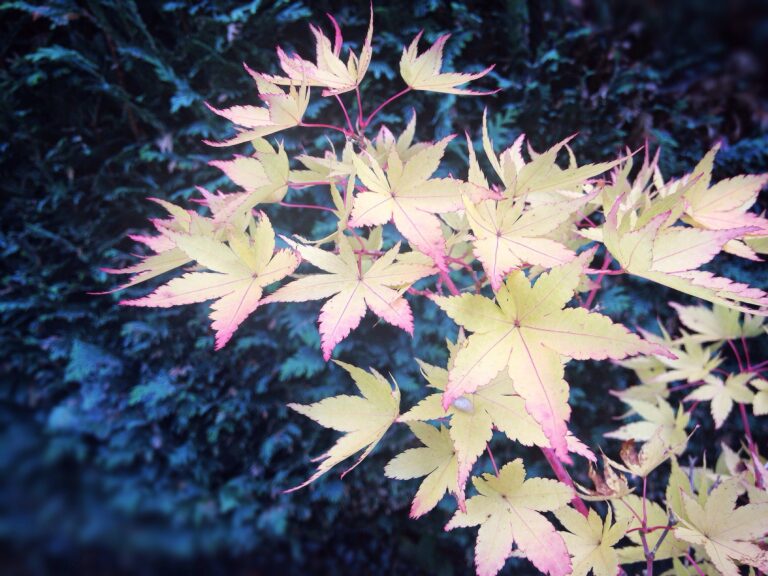 Les plus beaux endroits pour admirer les couleurs d’automne en 2023