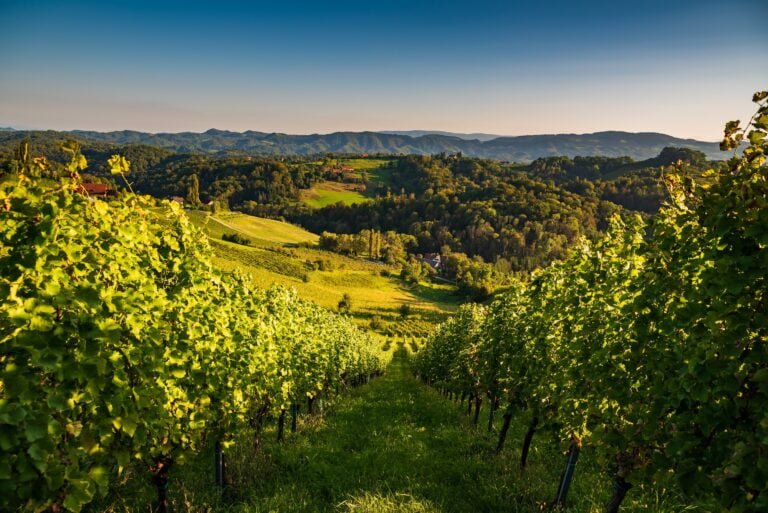 Les meilleures destinations pour les amateurs de vin en 2023