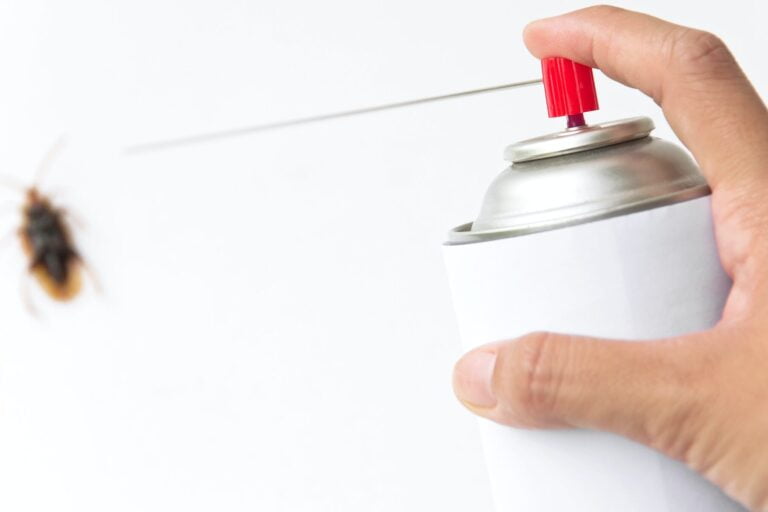 Éliminer les cafards naturellement : astuces utiles
