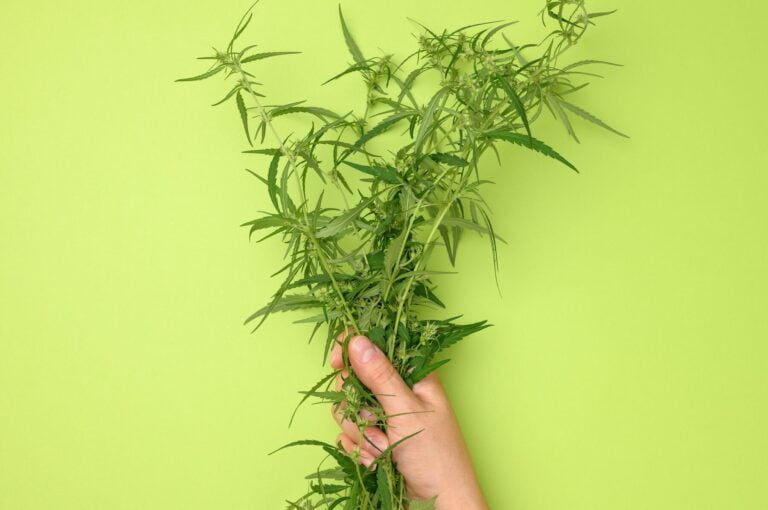 Le CBD et la maladie de Parkinson : perspectives de traitement