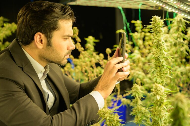 Les réglementations du CBD dans le monde : tour d&rsquo;horizon