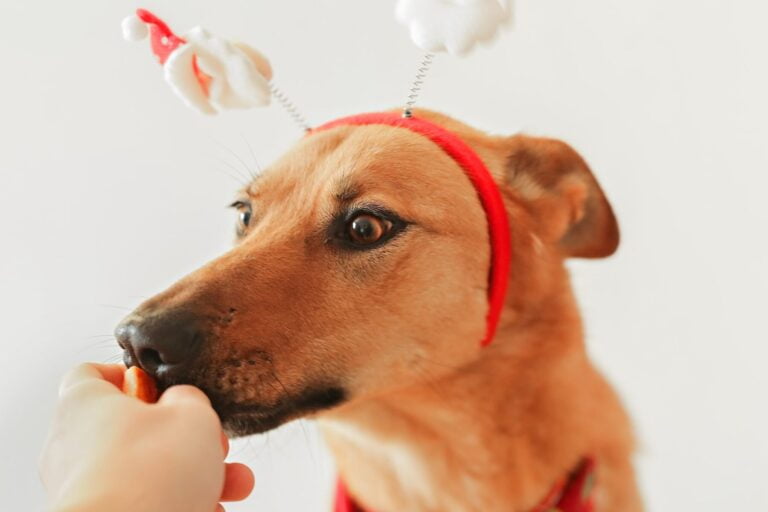 Que faire de votre chien pendant vos vacances ?