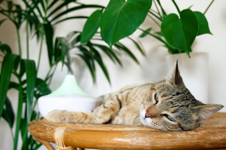 Les cinq huiles de CBD les plus performantes pour la vaporisation