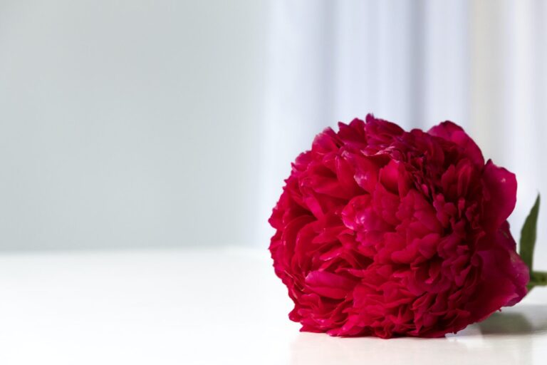 Comment célébrer votre mariage de manière unique ?