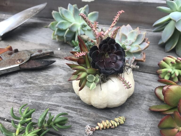 Le sécateur à crémaillère : un outil de jardinage novateur