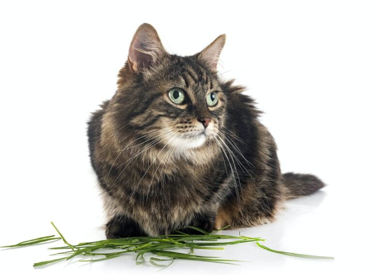 Comment administrer un vermifuge à votre chat ?