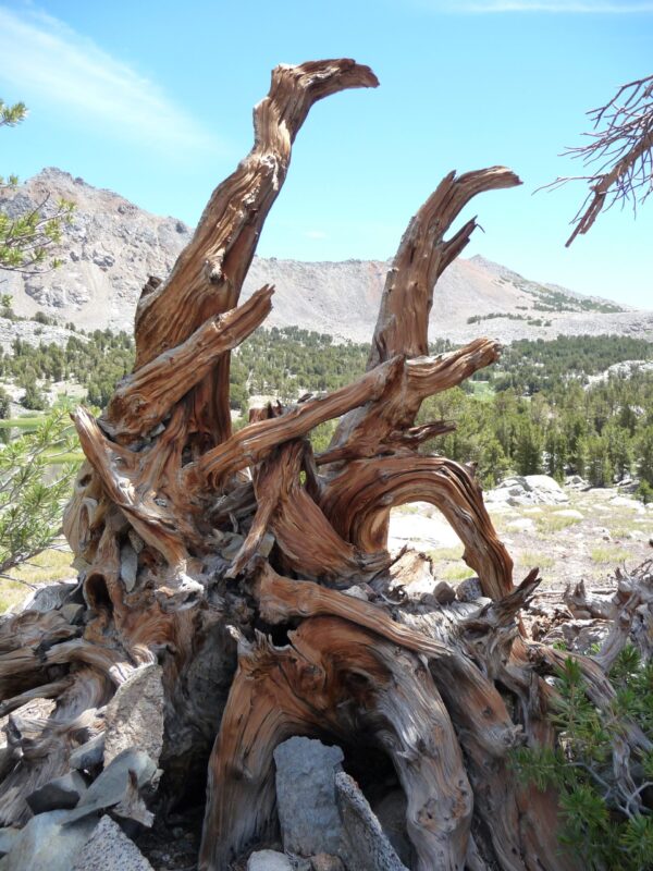 - 1 10 remèdes de radin contre la gueule de bois