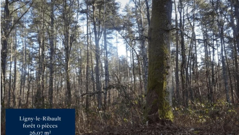 Trouver une forêt à vendre en Sologne